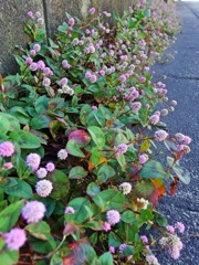 道端の花