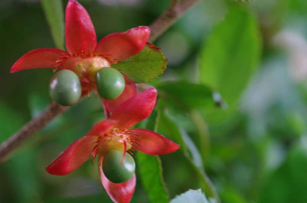 ミッキーマウスの木