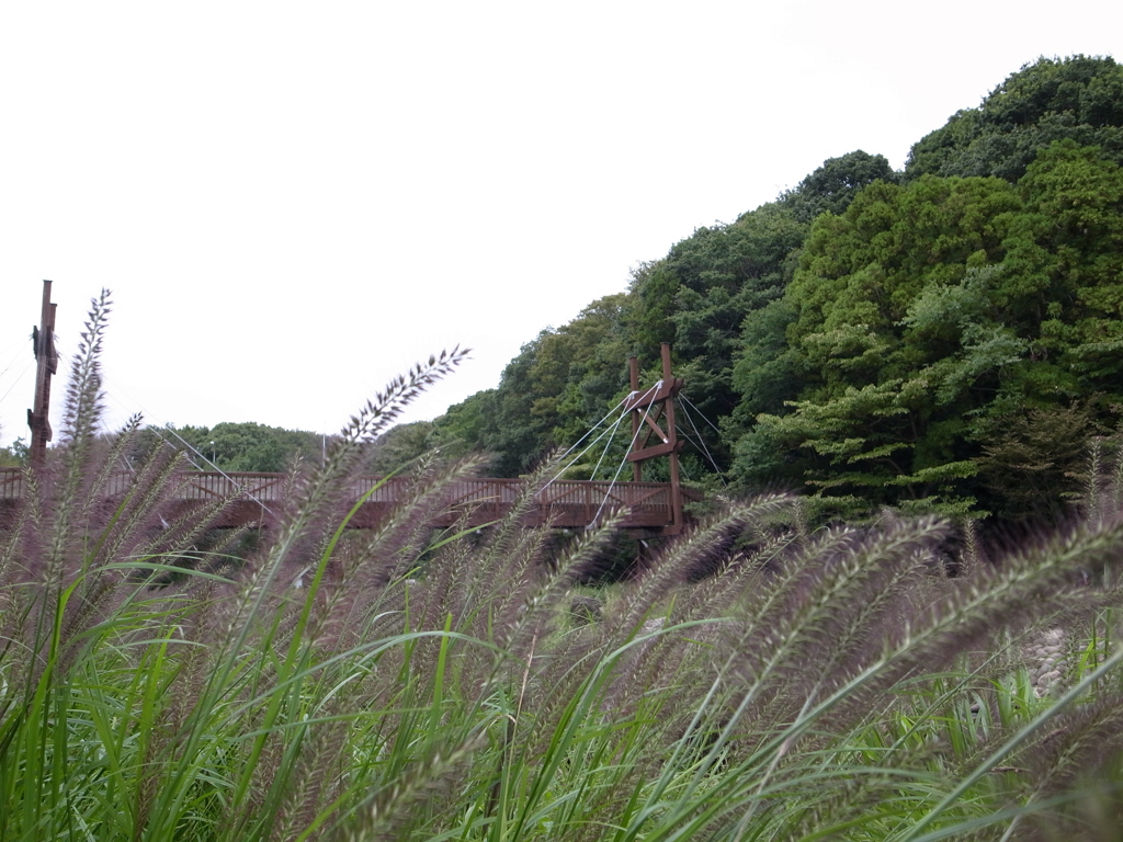 泉の森　チカラシバ