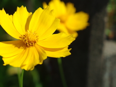 キバナコスモス