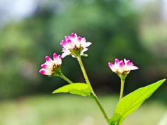 泉の森