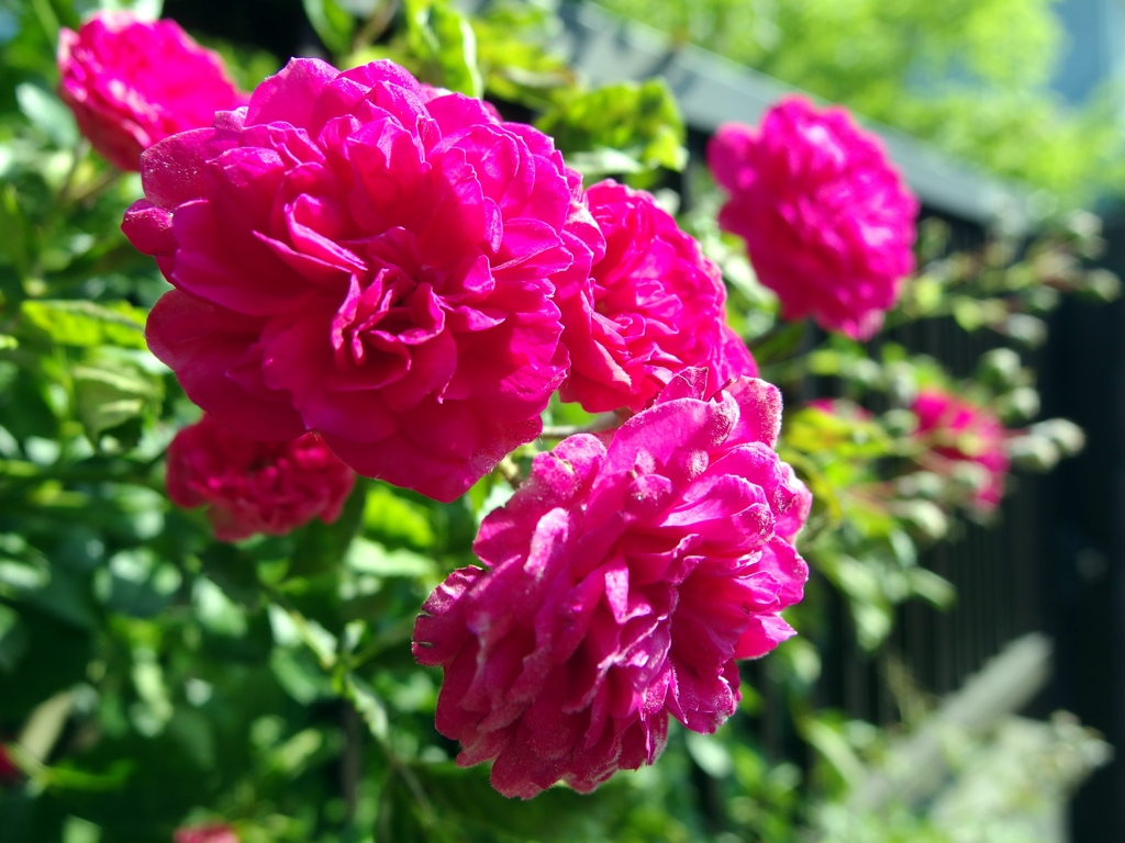 庭の花