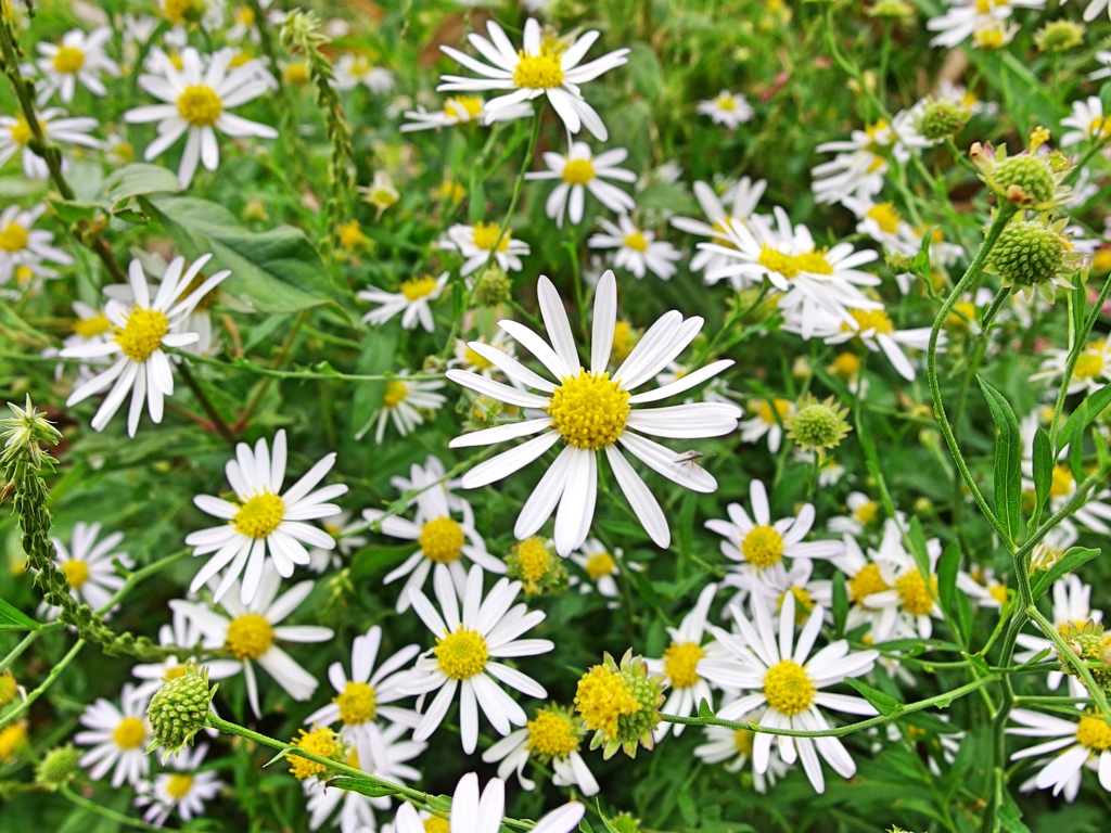 泉の森