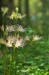 泉の森