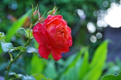 庭の花