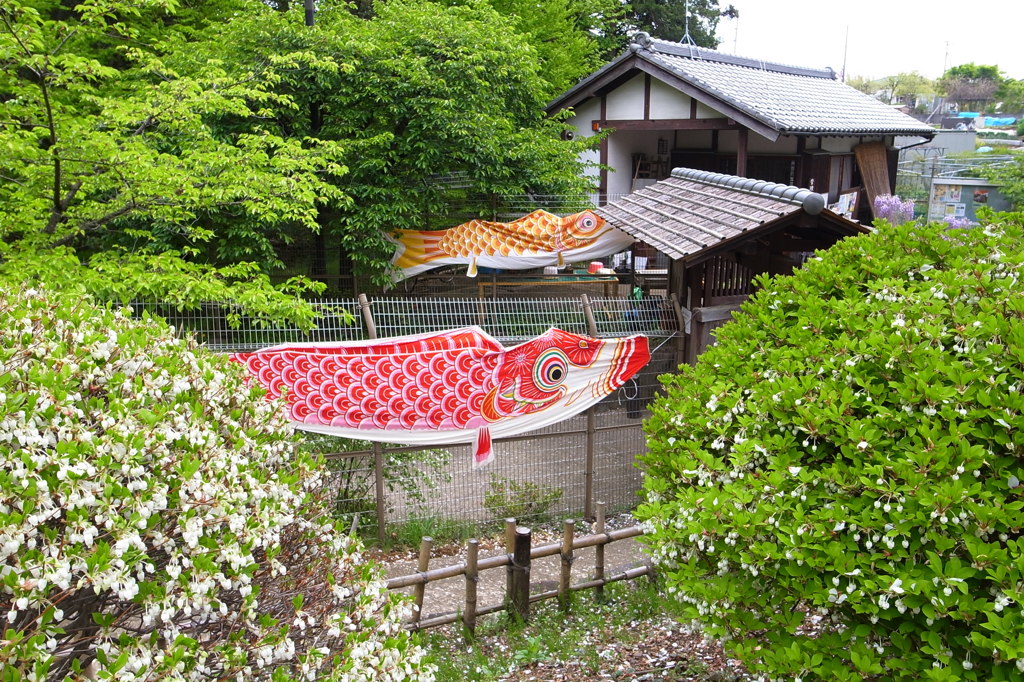 民家園こいのぼり