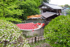民家園こいのぼり