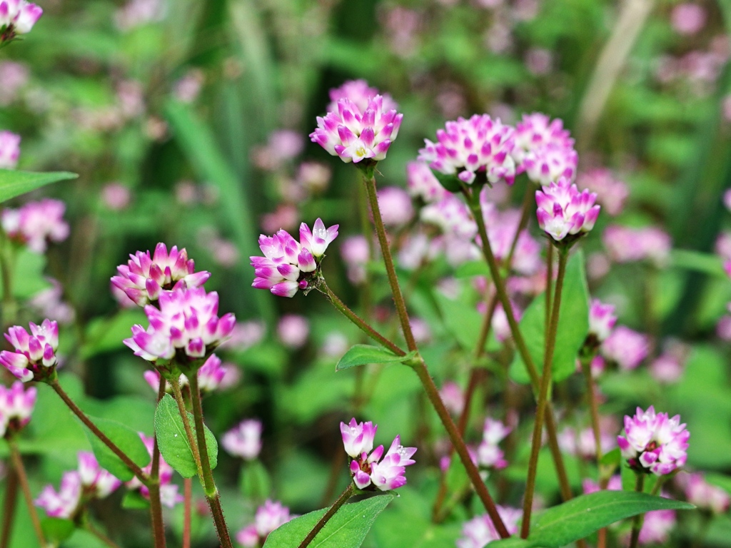 泉の森
