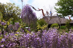 郷土民家園　藤の花