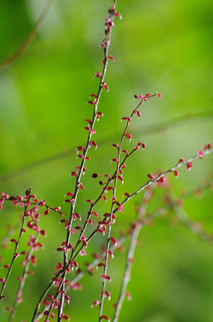 泉の森