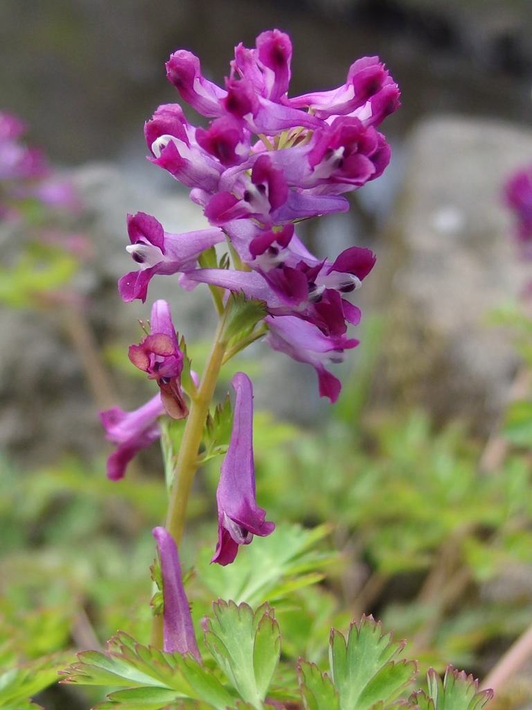 泉の森 ムラサキケマン