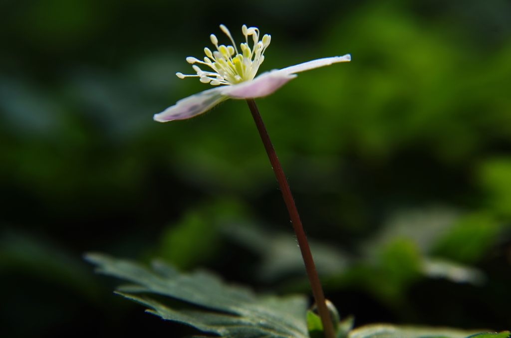 泉の森