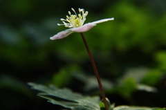 泉の森