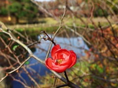 泉の森