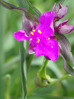 ムラサキツユクサ