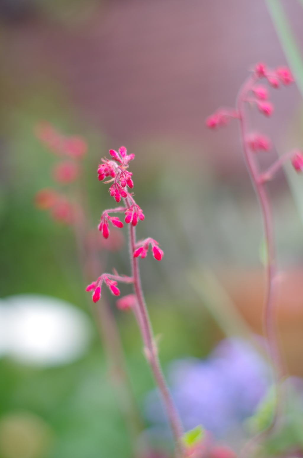 わが家のヒューケラ