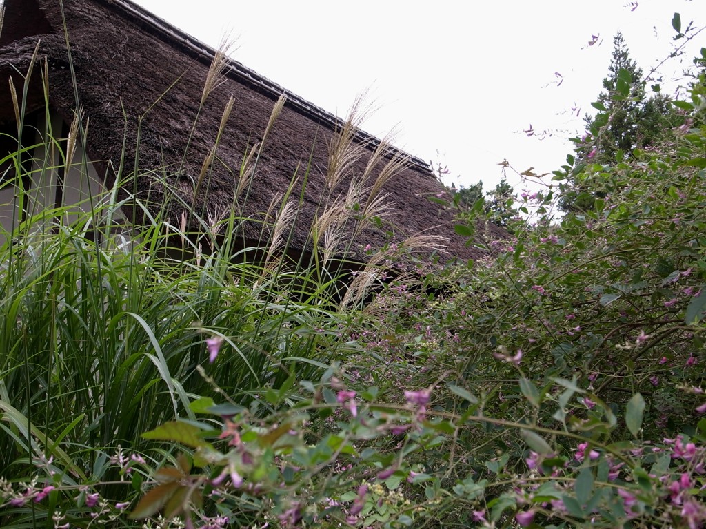 郷土民家園　ススキ