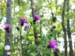 泉の森