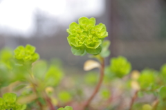 里山の花