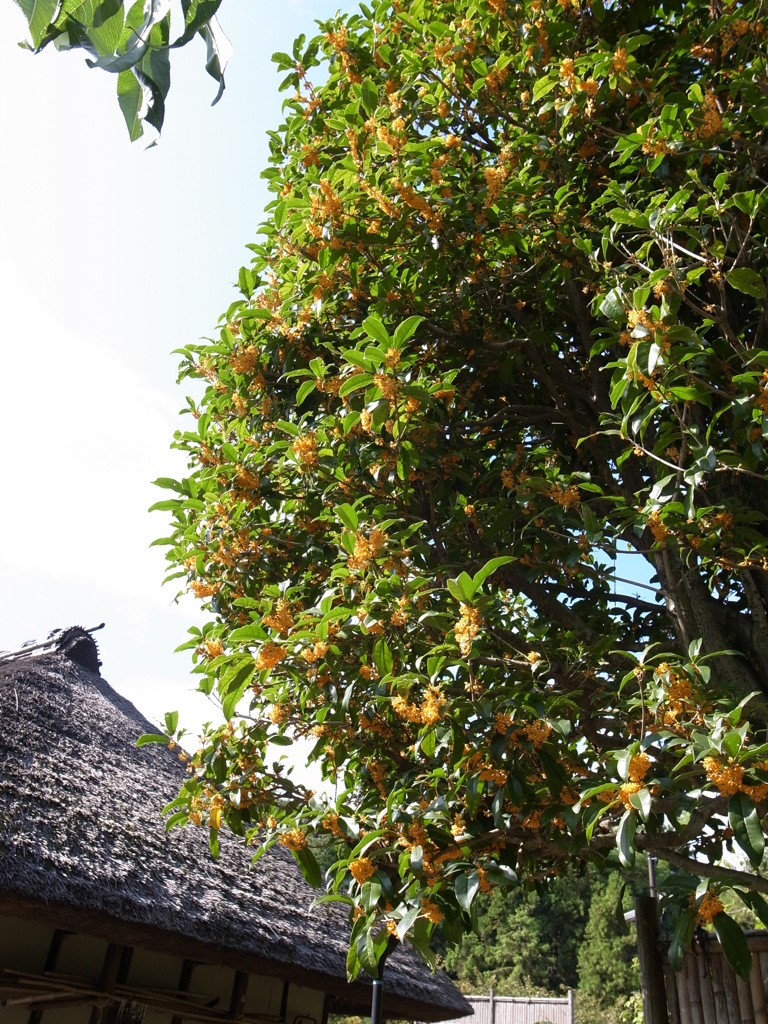 郷土民家園　きんもくせい