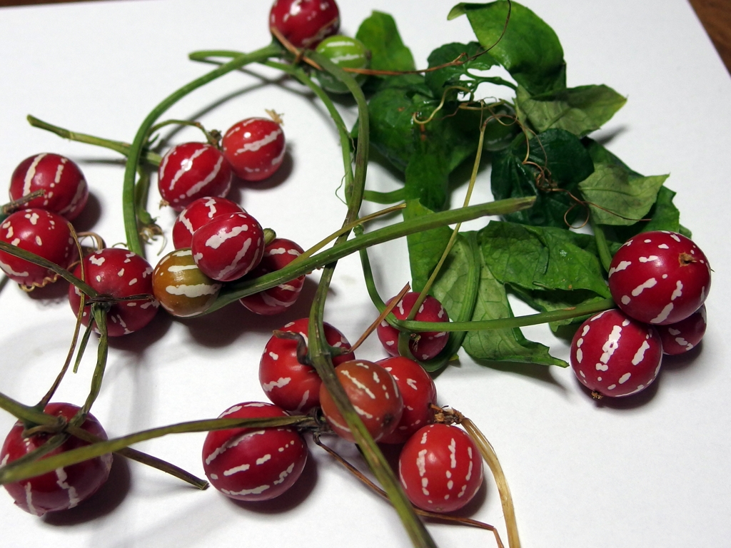 オキナワスズメウリ