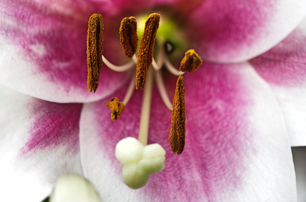 庭の花