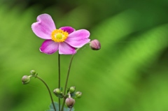 泉の森