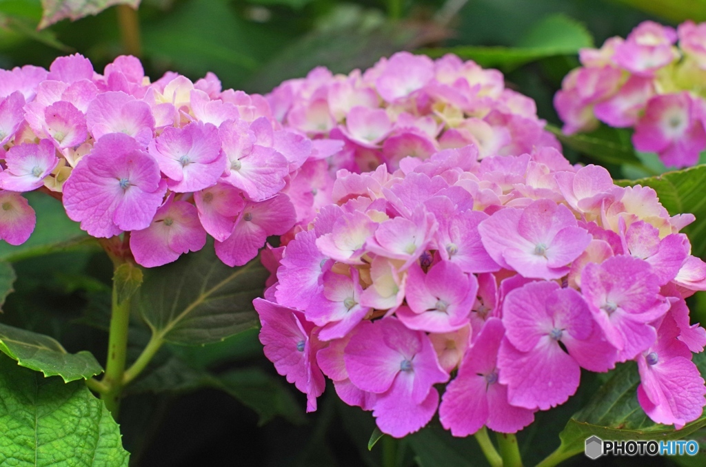 庭の花