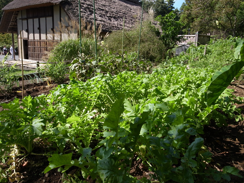 郷土民家園　大根畑Ⅱ