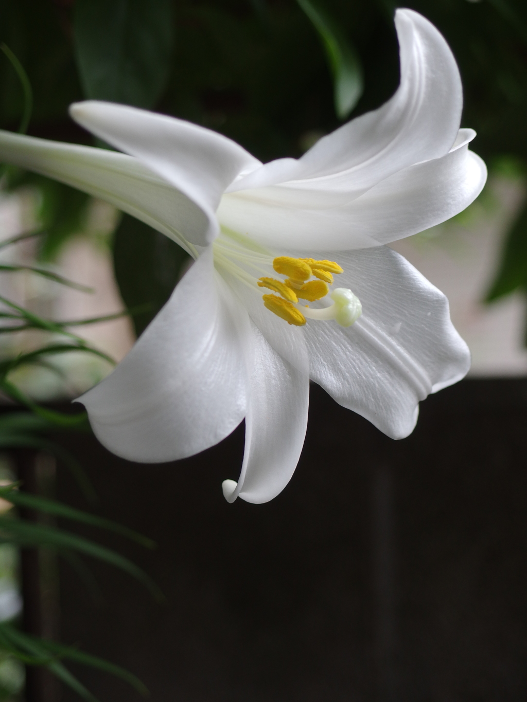 庭の花