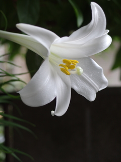 庭の花