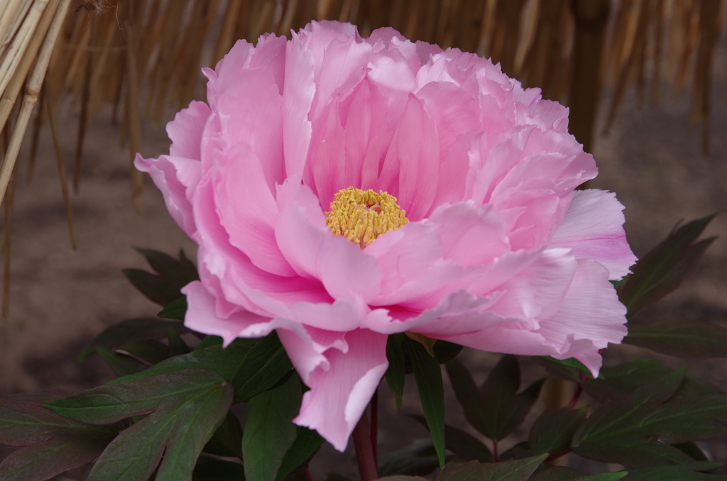 鎌倉神苑ぼたん庭園