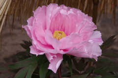 鎌倉神苑ぼたん庭園