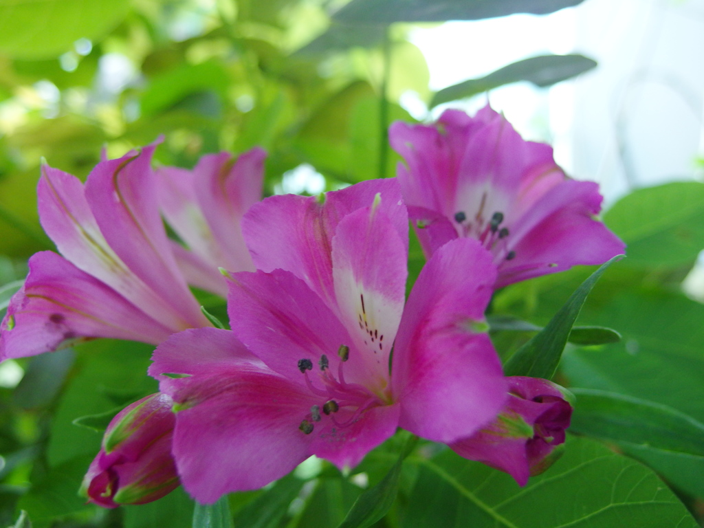 アルストロメリア