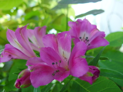 アルストロメリア