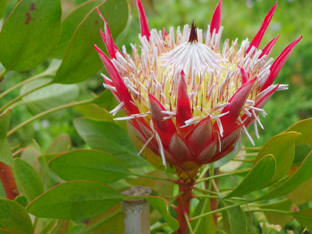 熱海　親水公園の花