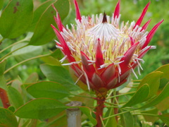 熱海　親水公園の花