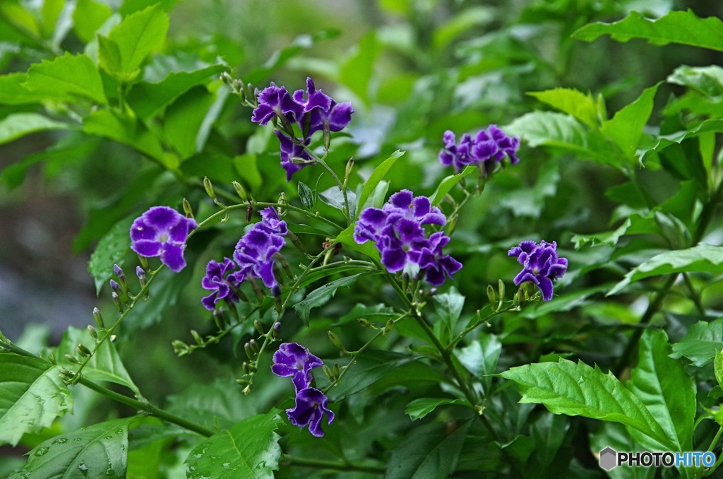 庭の花