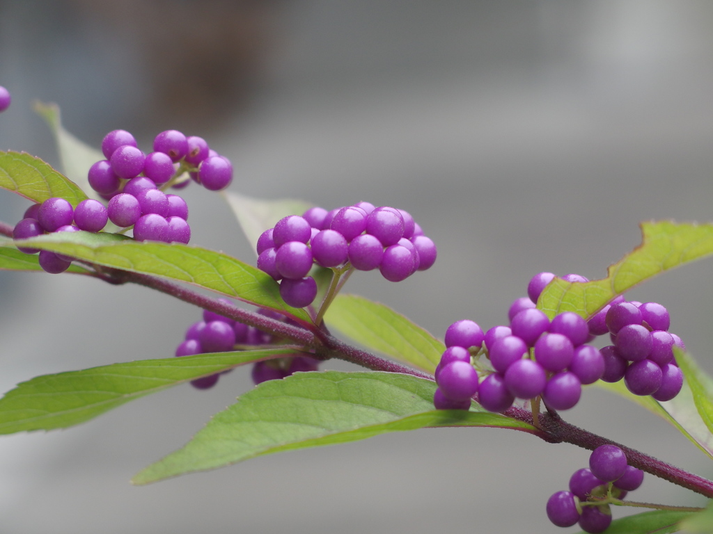 泉の森