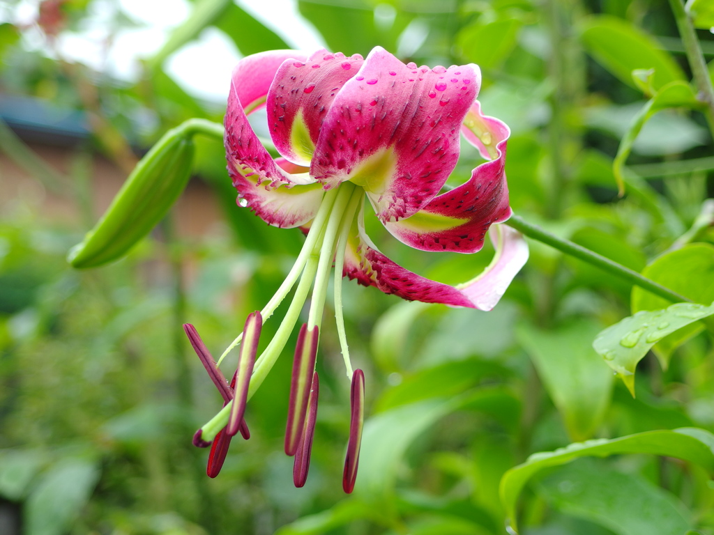 庭のカノコユリ