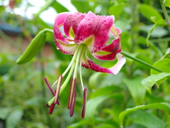 庭のカノコユリ