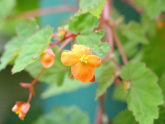 木立性ベコニア