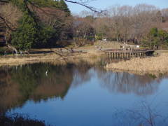 泉の森　しらかしの池