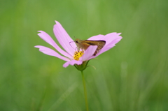 泉の森