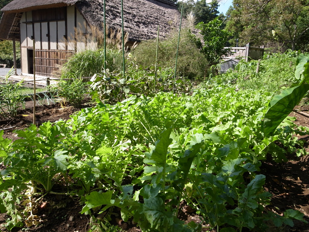 郷土民家園　大根畑Ⅰ