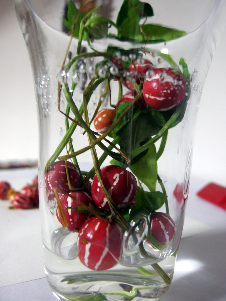 オキナワスズメウリ