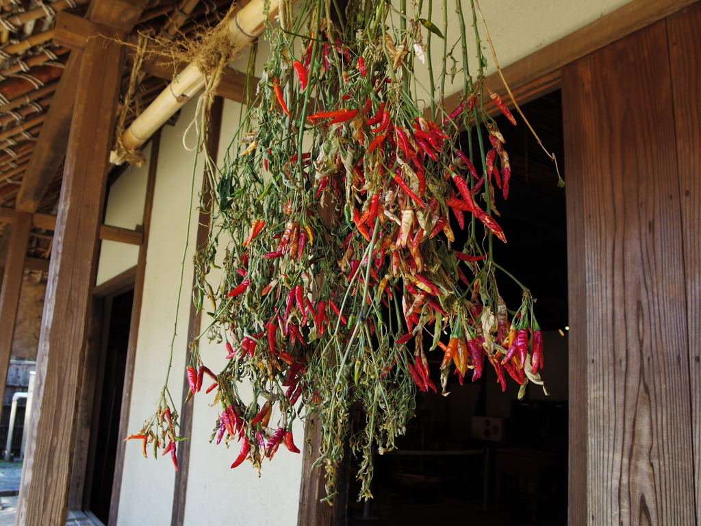 民家園　唐辛子