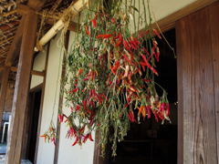 民家園　唐辛子