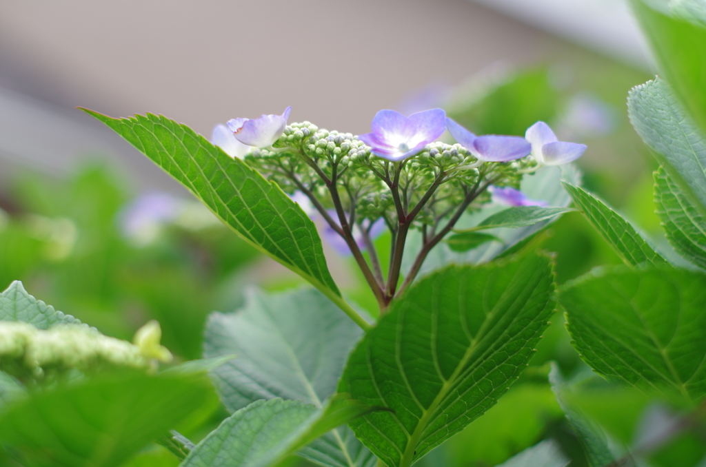 紫陽花