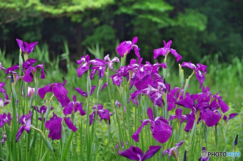 泉の森